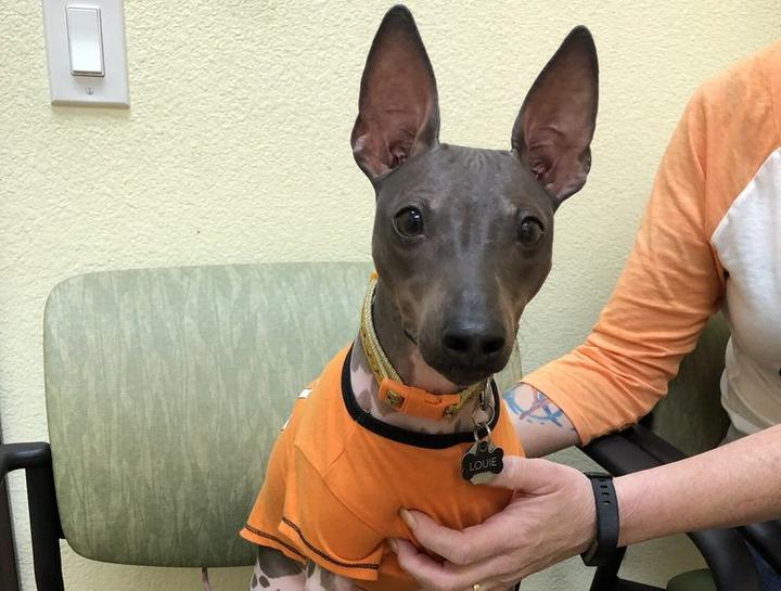 Dog and Cat Exams South Fontana Veterinary Care